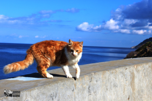 Emma Marie Horn Photography cat wandering over the walls of Aegina