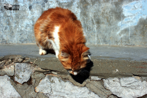 Emma Marie Horn Photography cat looking over ledge Hydra