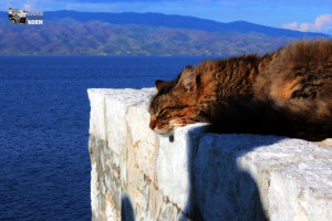 Emma Marie Horn Photography cat on the fortification walls of Hydra