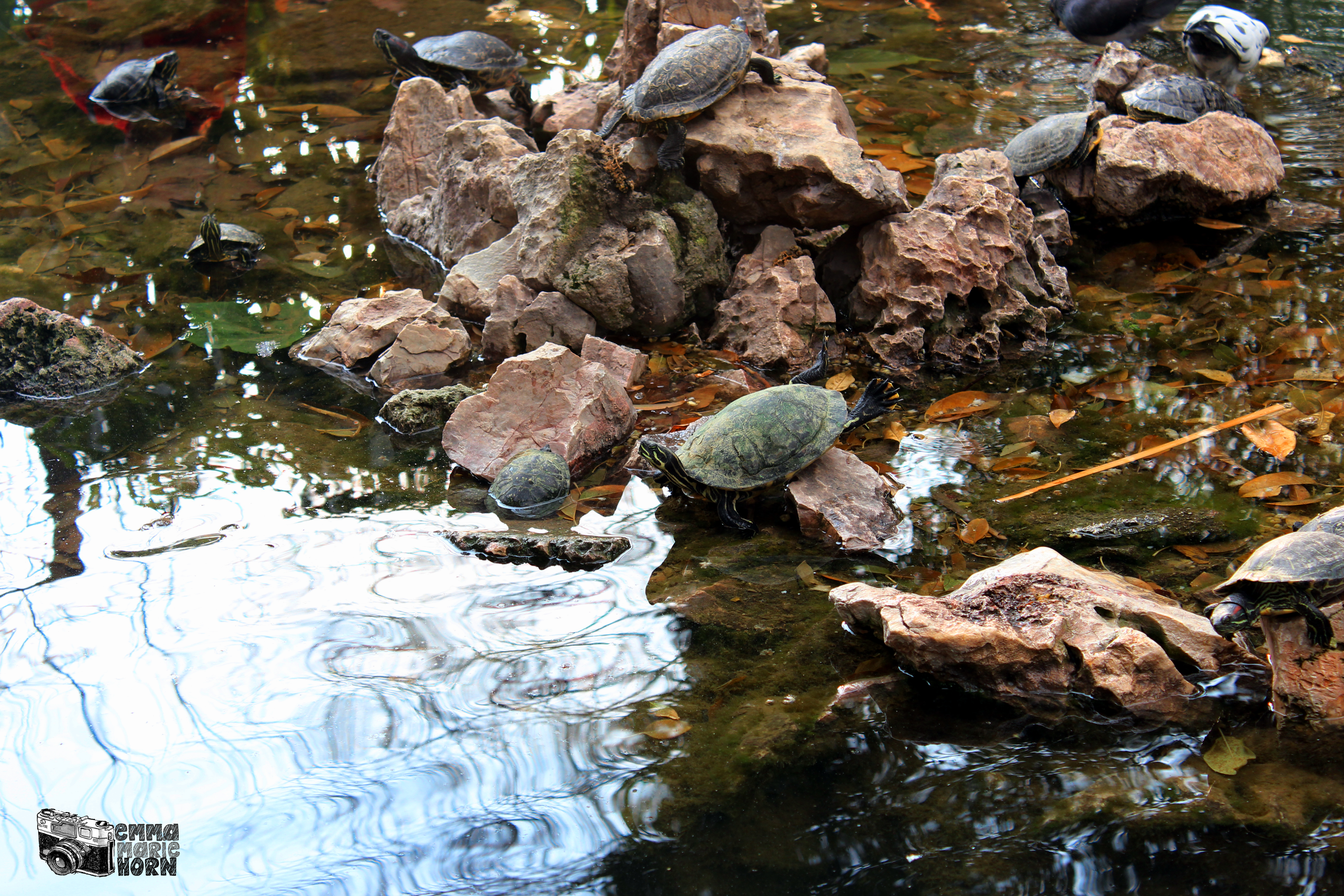 Emma Marie Horn Photography turtle pond Athens