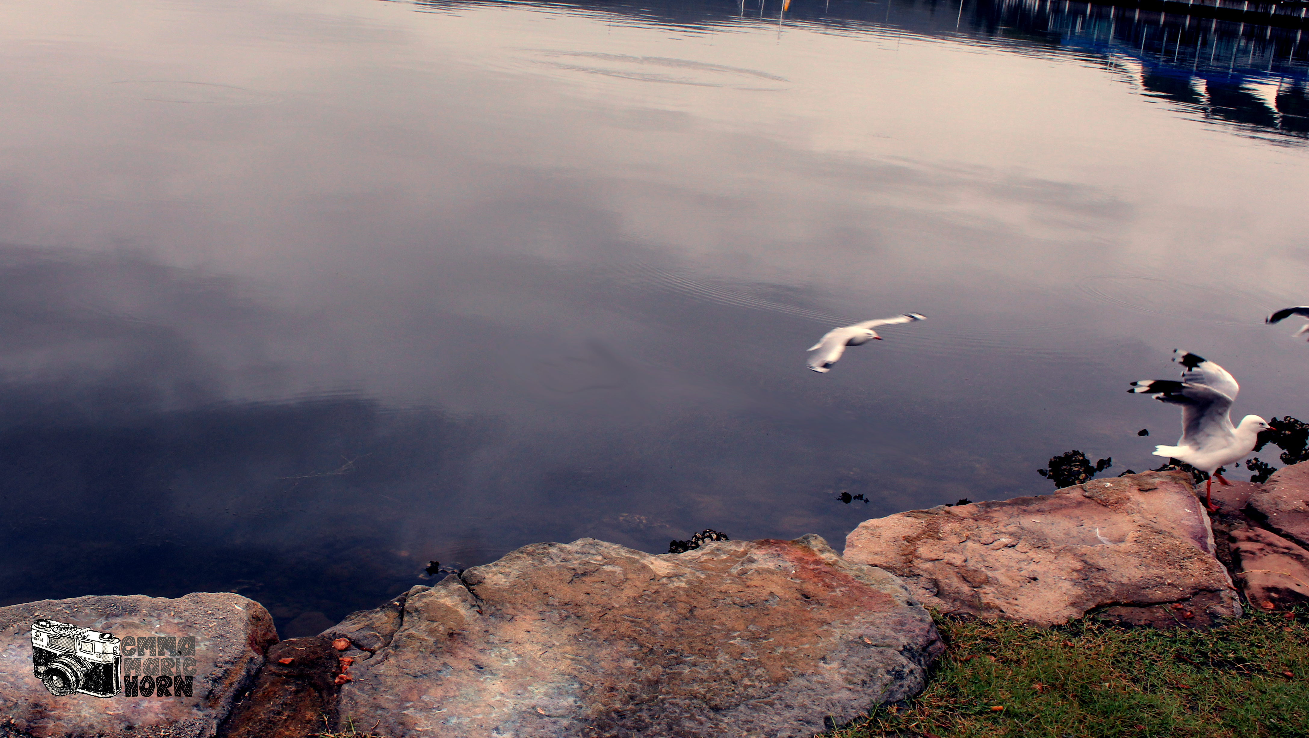 Emma Marie Horn Photography seagulls