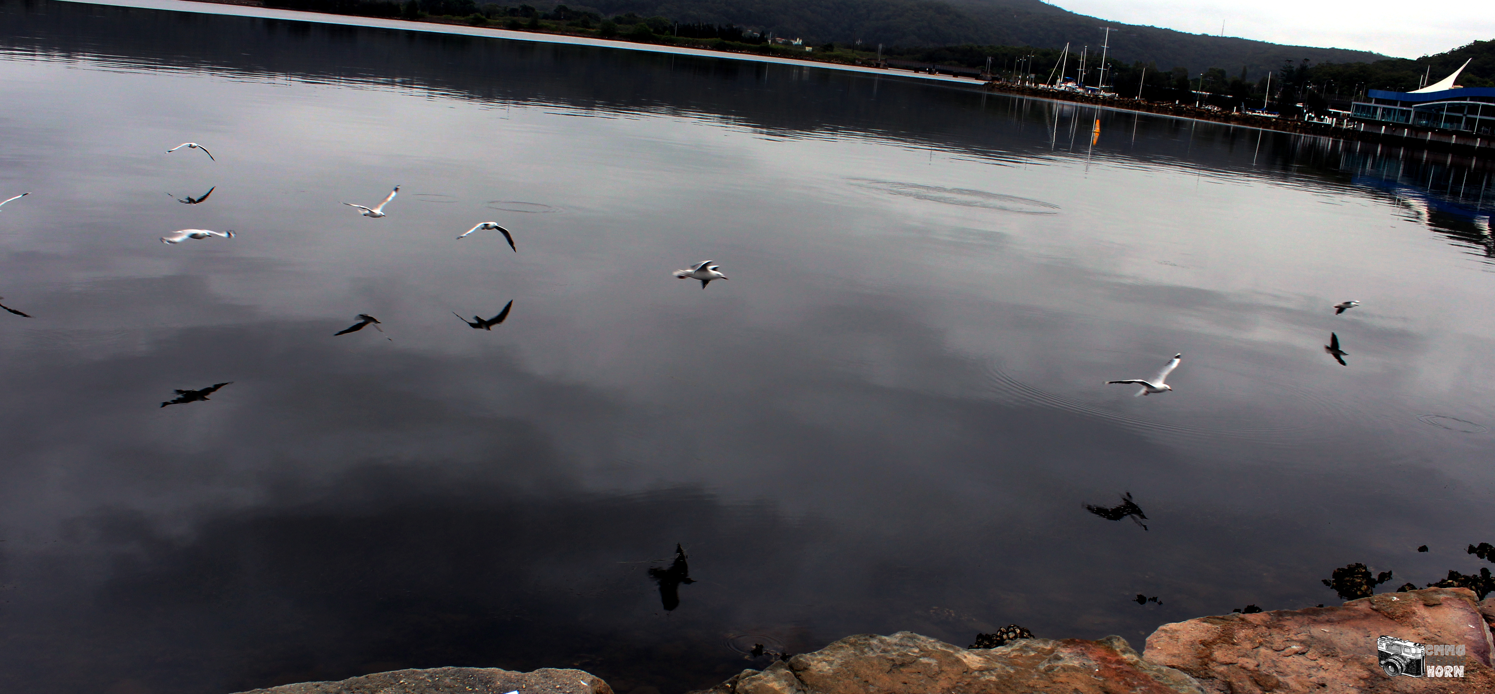 Emma Marie Horn Photography seagulls Gosford waterfront