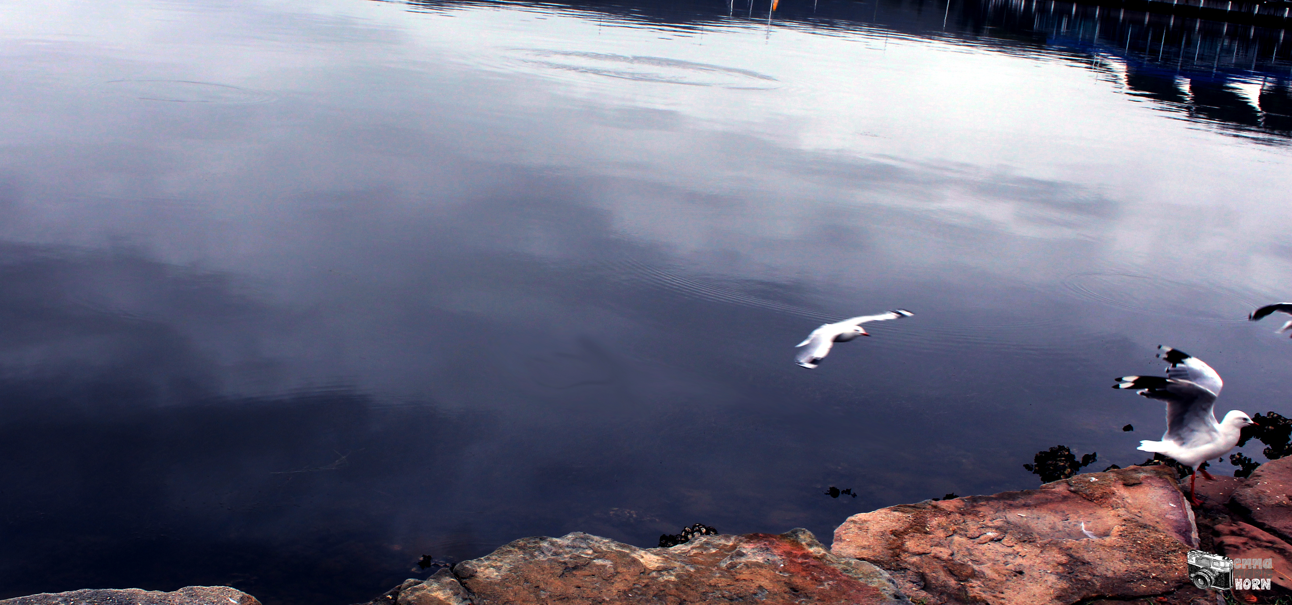 Emma Marie Horn Photography seagulls Gosford waterfront