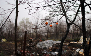 Wild citrus, Cumalıkızık, Ottoman village, Bursa. Photo: Emma Marie Horn