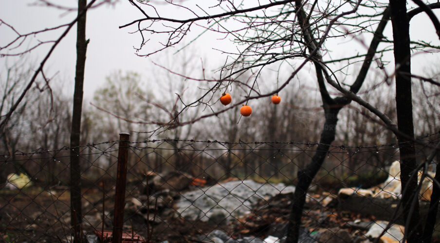 Wild citrus, Cumalıkızık, Ottoman village, Bursa. Photo: Emma Marie Horn